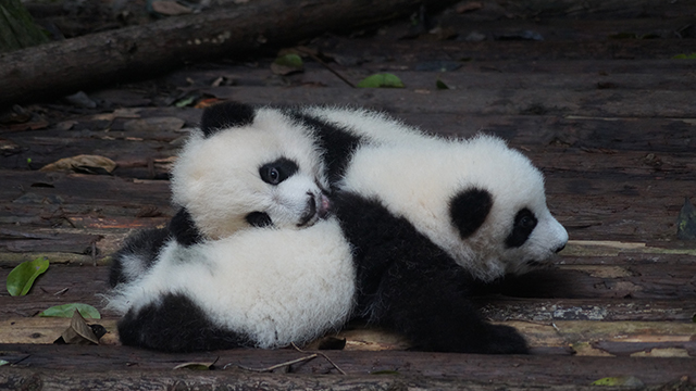 What is China's Panda Diplomacy? What is China's Panda Diplomacy?