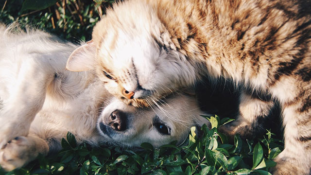 Pet Insurance Plans For Dogs and Cats in India How Are We