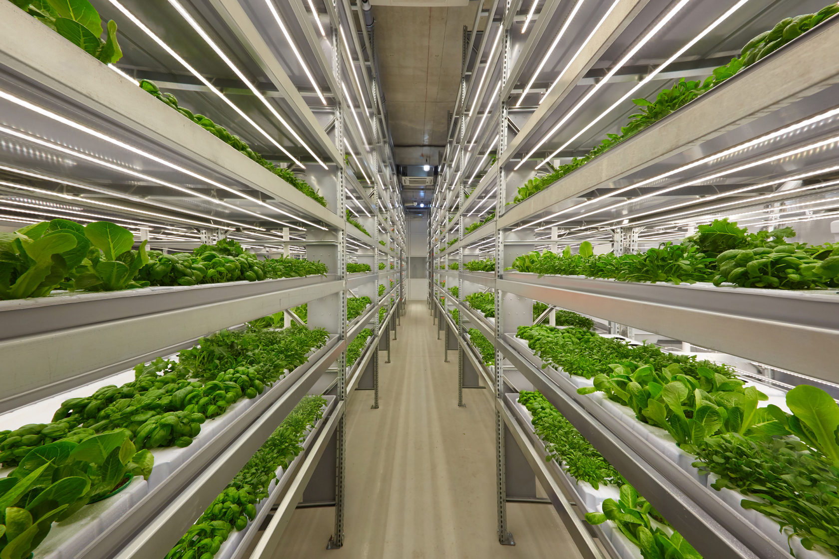 The Promise and Perils of Vertical Farming